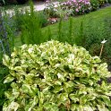 Polygonum x 'Painter's Palette' (3)